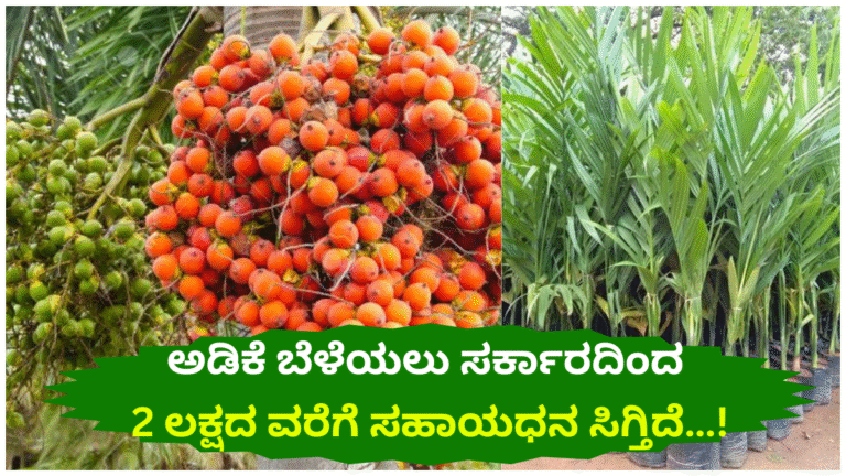 Government Subsidy for Areca Nut (Adike) Cultivation