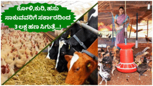 Koli Poultry Farming Those who raise chickens, sheep and cows will get Rs 3 lakh from the government...!